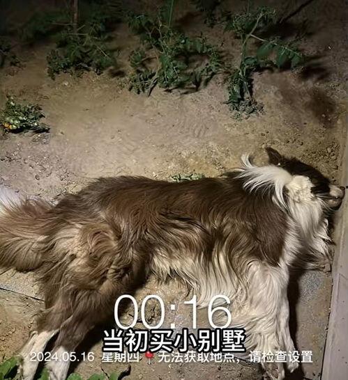 大狗最新爆料图片高清壁纸,高清壁纸中的视觉盛宴