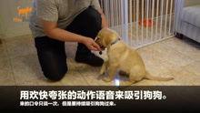 狗崽爆料视频大全最新版,最新版揭秘娱乐圈幕后真相