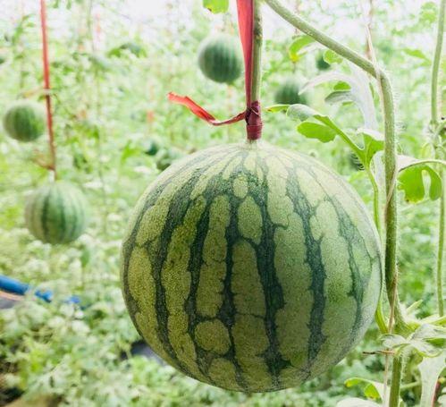 衡水吃瓜最新事件爆料是真的吗,最新爆料真相揭秘